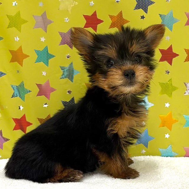 東京都のハーフ犬・ミックス犬 (かねだい足立店/2025年11月22日生まれ/男の子/ブラックタン)の子犬の3枚目の画像