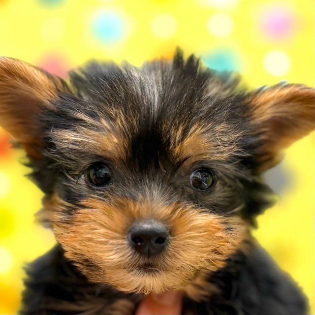 東京都のハーフ犬・ミックス犬 (かねだい足立店/2025年11月22日生まれ/男の子/ブラックタン)の子犬の1枚目の画像