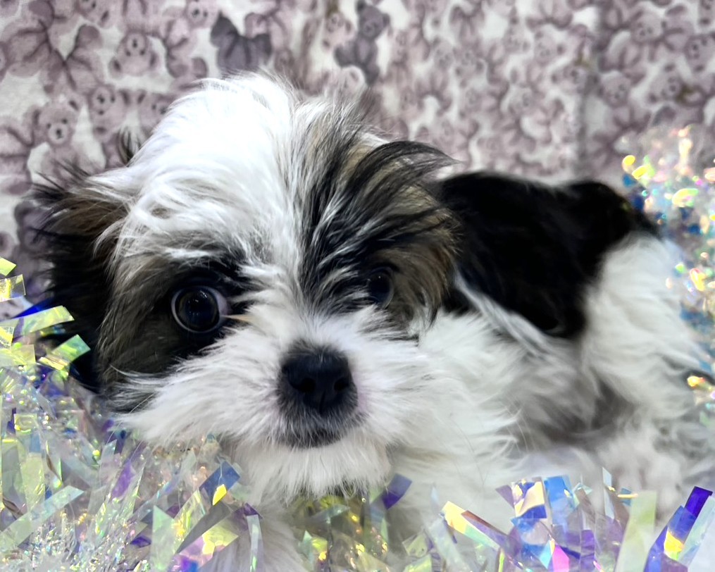 茨城県のチワズー/チワシーズ(チワワ×シーズー) (かねだいペットトライアル利根川/2025年10月26日生まれ/男の子/ゴールドホワイト)の子犬の1枚目の画像