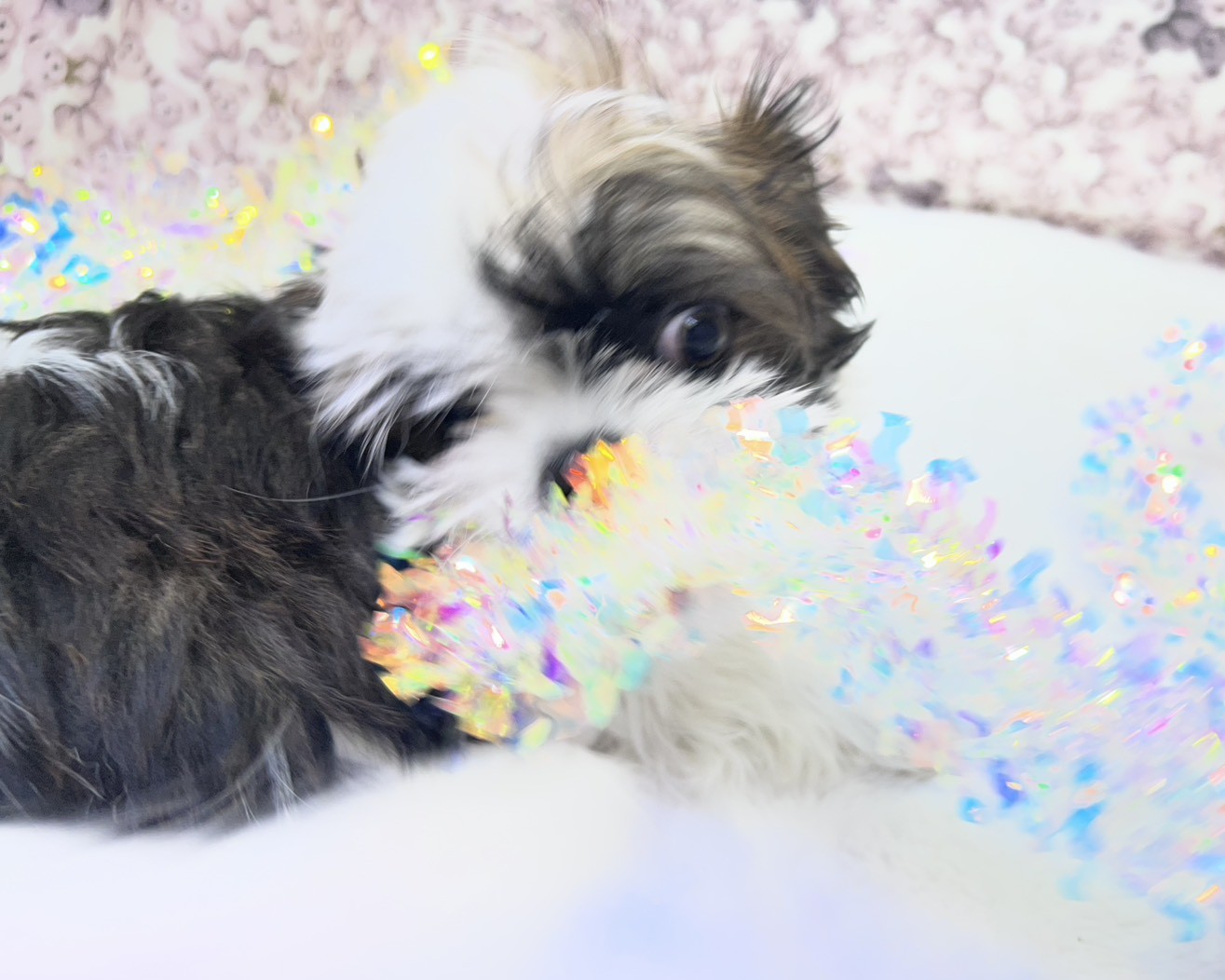 茨城県のチワズー/チワシーズ(チワワ×シーズー) (かねだいペットトライアル利根川/2025年10月26日生まれ/男の子/ゴールドホワイト)の子犬の2枚目の画像