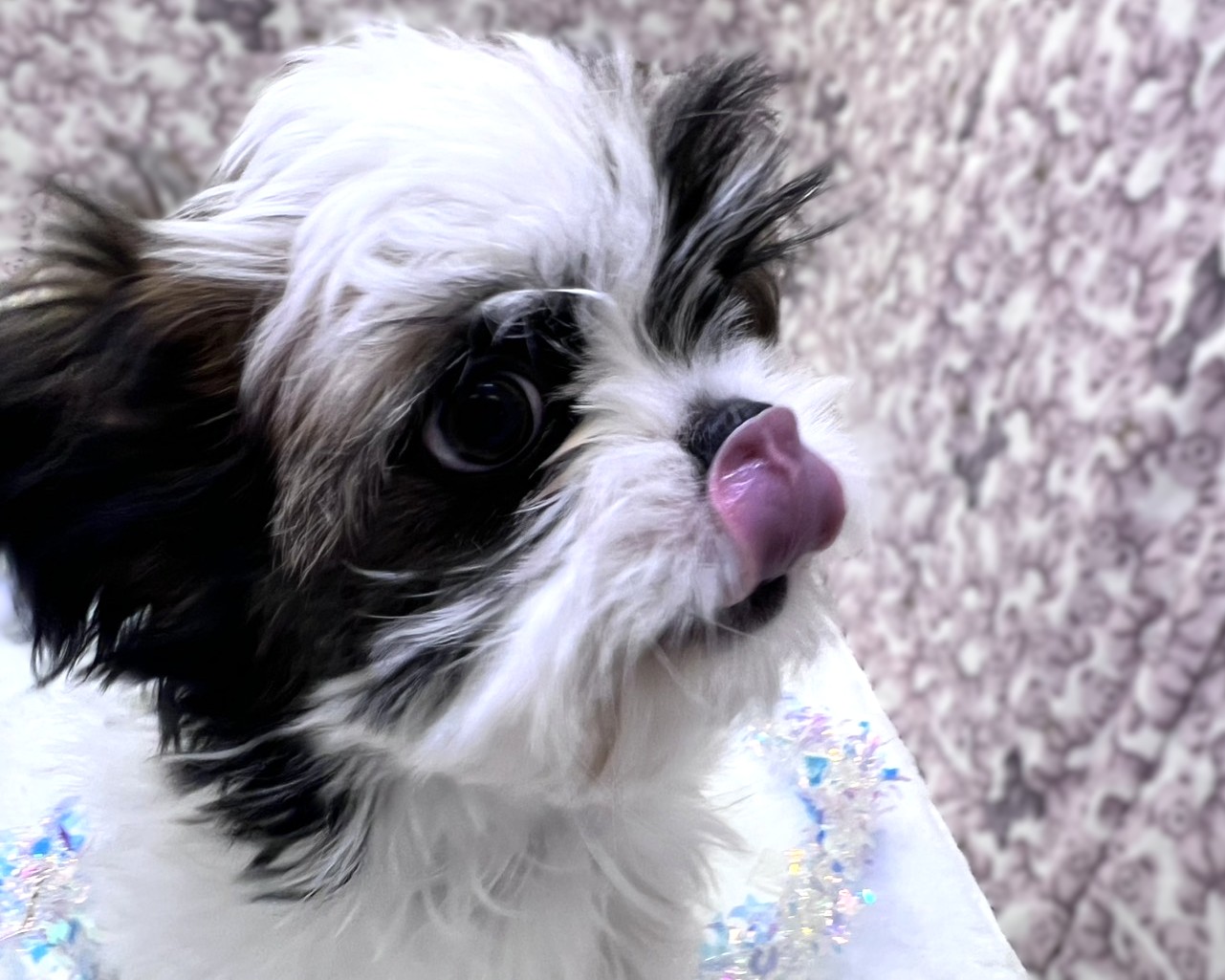 茨城県のチワズー/チワシーズ(チワワ×シーズー) (かねだいペットトライアル利根川/2025年10月26日生まれ/男の子/ゴールドホワイト)の子犬の3枚目の画像