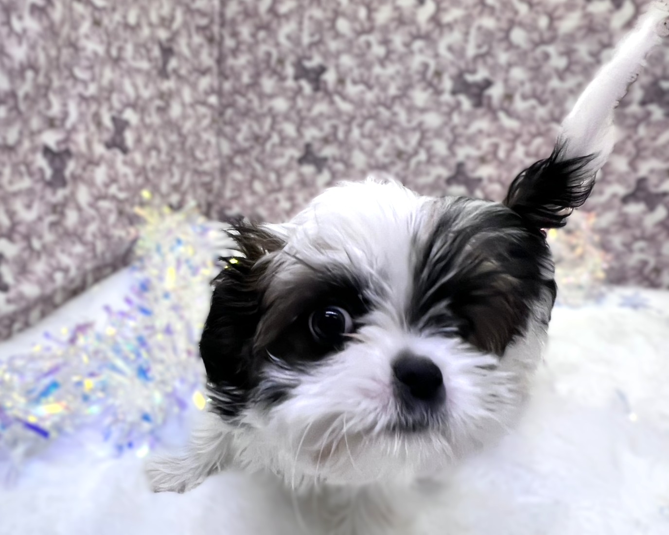 茨城県のチワズー/チワシーズ(チワワ×シーズー) (かねだいペットトライアル利根川/2025年10月26日生まれ/男の子/ゴールドホワイト)の子犬の4枚目の画像