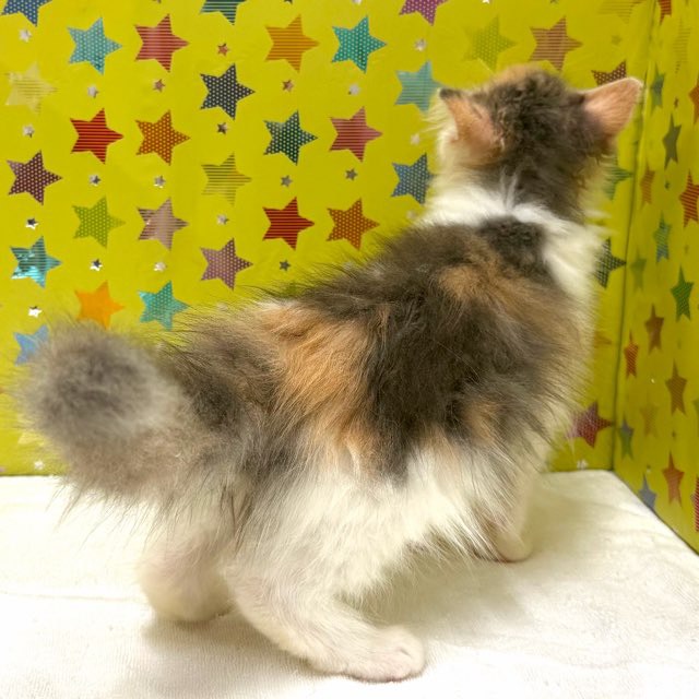 東京都のメインクーン (かねだい足立店/2025年10月18日生まれ/女の子/ダイリュートキャリコ)の子猫の3枚目の画像