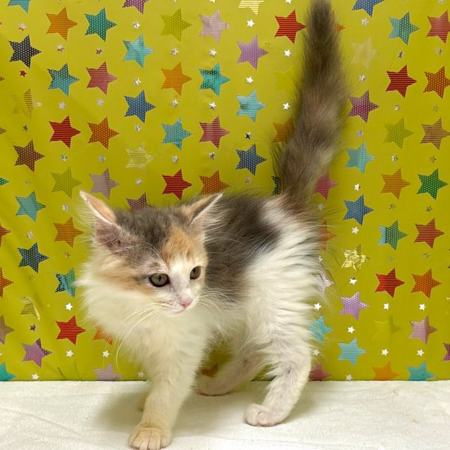 東京都のメインクーン (かねだい足立店/2025年10月18日生まれ/女の子/ダイリュートキャリコ)の子猫の2枚目の画像