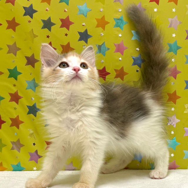 東京都のメインクーン (かねだい足立店/2025年10月18日生まれ/女の子/ダイリュートキャリコ)の子猫の4枚目の画像