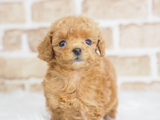 価格の安いトイプードル♀（戸田店）入舎時 520gのミニミニちゃんです