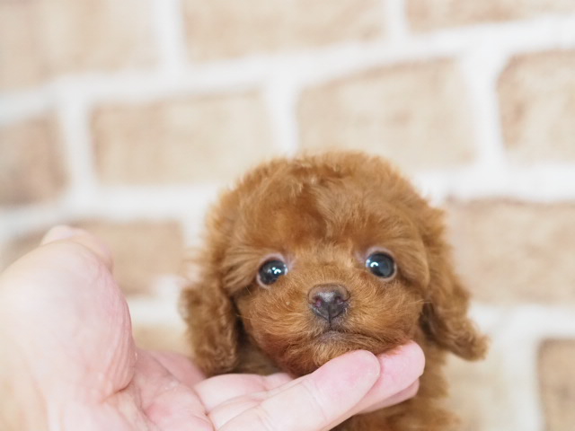 埼玉県のトイプードル(トイ) (かねだい戸田店/2025年11月28日生まれ/女の子/レッド)の子犬