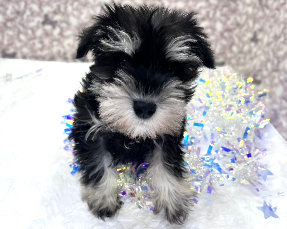 茨城県のミニチュアシュナウザー (かねだいペットトライアル利根川/2025年11月9日生まれ/男の子/ブラックシルバー)の子犬の1枚目の画像