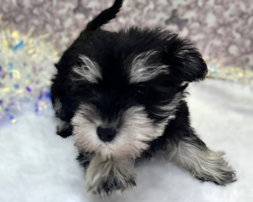 茨城県のミニチュアシュナウザー (かねだいペットトライアル利根川/2025年11月9日生まれ/男の子/ブラックシルバー)の子犬の2枚目の画像