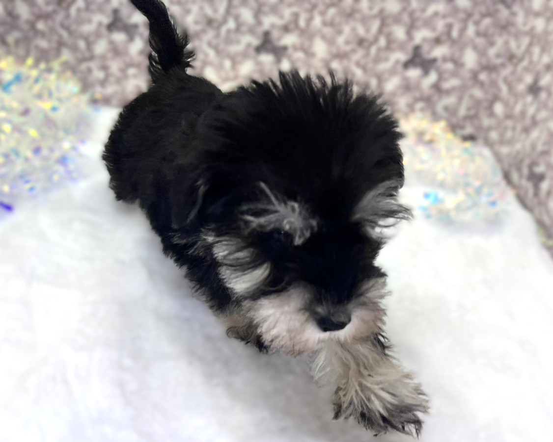 茨城県のミニチュアシュナウザー (かねだいペットトライアル利根川/2025年11月9日生まれ/男の子/ブラックシルバー)の子犬の3枚目の画像