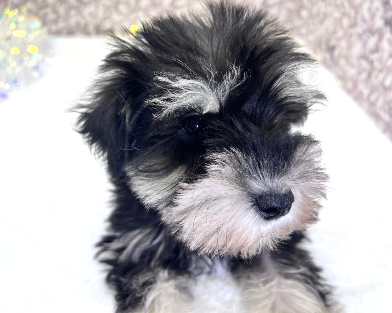 茨城県のミニチュアシュナウザー (かねだいペットトライアル利根川/2025年11月9日生まれ/男の子/ブラックシルバー)の子犬の4枚目の画像