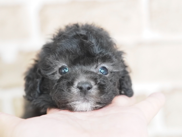 埼玉県のトイプードル(トイ) (かねだい戸田店/2025年11月27日生まれ/男の子/シルバー)の子犬の1枚目の画像