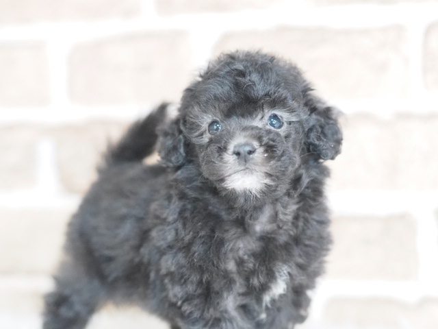 埼玉県のトイプードル(トイ) (かねだい戸田店/2025年11月27日生まれ/男の子/シルバー)の子犬の2枚目の画像