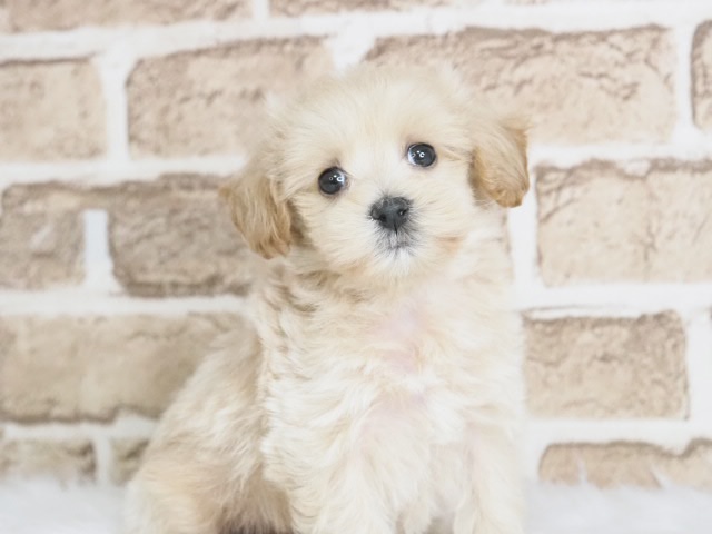 埼玉県のマルプー(マルチーズ×プードル) (かねだい戸田店/2025年11月26日生まれ/男の子/アプリコット)の子犬