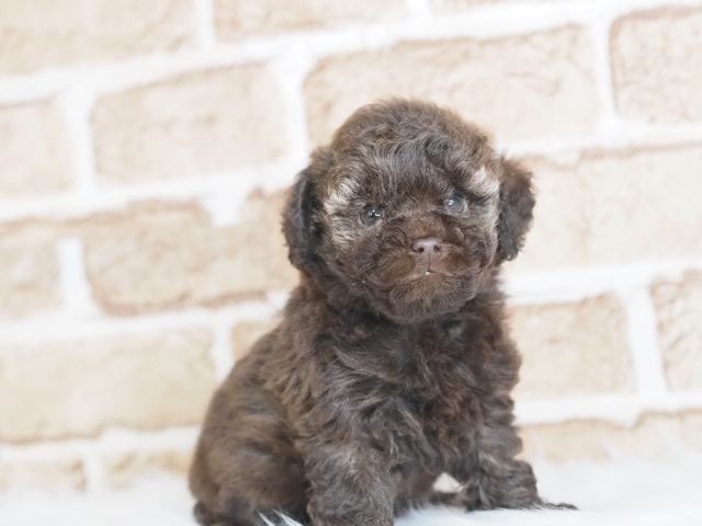 埼玉県のトイプードル(トイ) (かねだい戸田店/2025年11月30日生まれ/男の子/ブラウン)の子犬