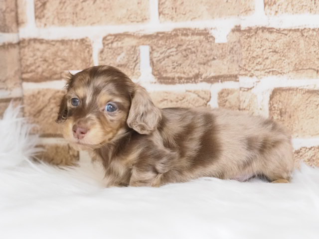 埼玉県のミニチュアダックスフンド(ロング) (かねだい戸田店/2025年11月29日生まれ/男の子/チョコレートダップル)の子犬