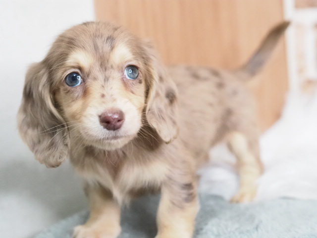 埼玉県のミニチュアダックスフンド(ロング) (かねだい戸田店/2025年11月27日生まれ/女の子/チョコレートダップル)の子犬