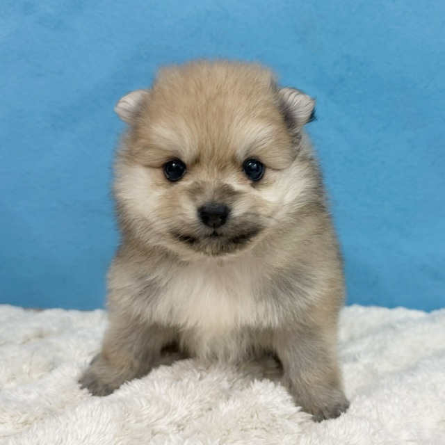 千葉県のポメラニアン (かねだい四街道店/2025年11月25日生まれ/女の子/オレンジ)の子犬の1枚目の画像