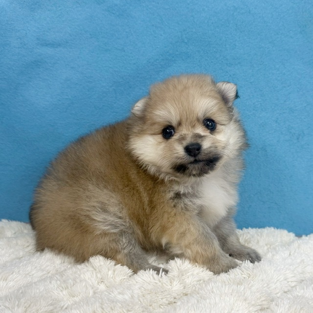 千葉県のポメラニアン (かねだい四街道店/2025年11月25日生まれ/女の子/オレンジ)の子犬の2枚目の画像