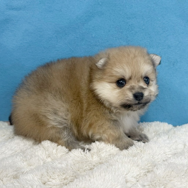 千葉県のポメラニアン (かねだい四街道店/2025年11月25日生まれ/女の子/オレンジ)の子犬の3枚目の画像