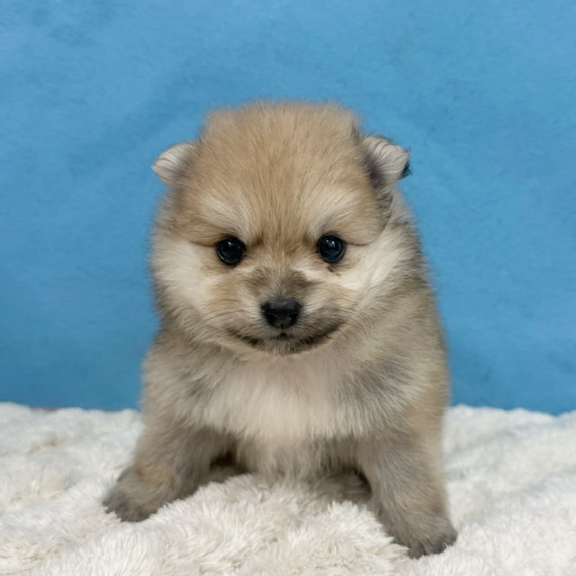 千葉県のポメラニアン (かねだい四街道店/2025年11月25日生まれ/女の子/オレンジ)の子犬の4枚目の画像