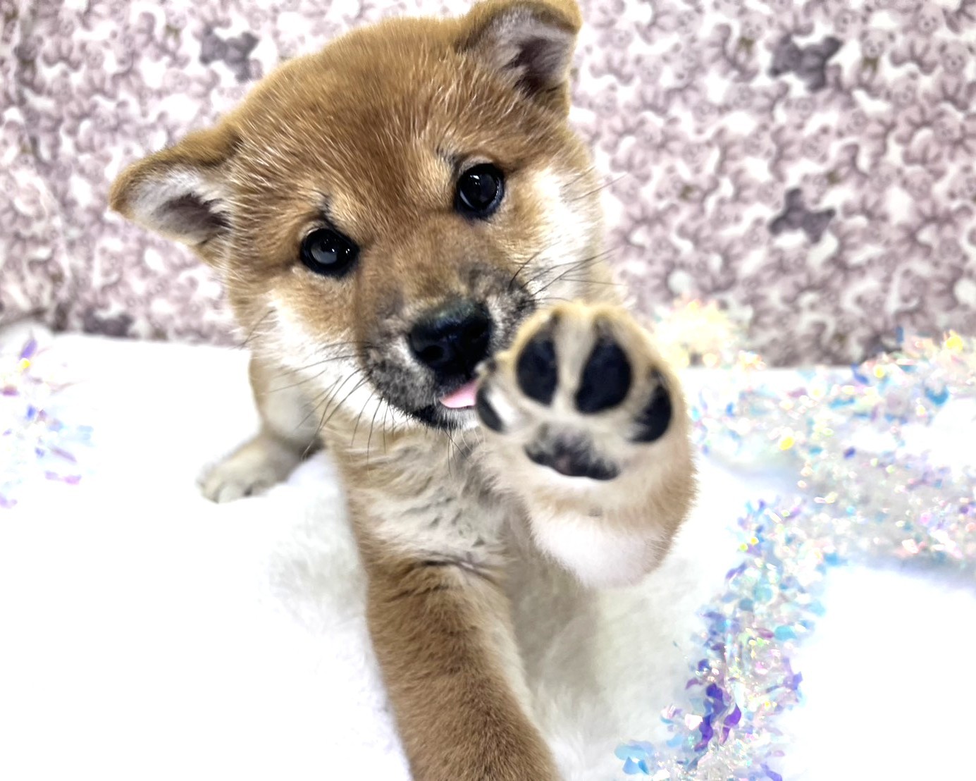 茨城県の柴犬(標準サイズ) (かねだいペットトライアル利根川/2025年11月15日生まれ/女の子/赤)の子犬の1枚目の画像