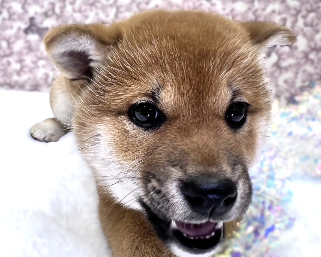 茨城県の柴犬(標準サイズ) (かねだいペットトライアル利根川/2025年11月15日生まれ/女の子/赤)の子犬の2枚目の画像