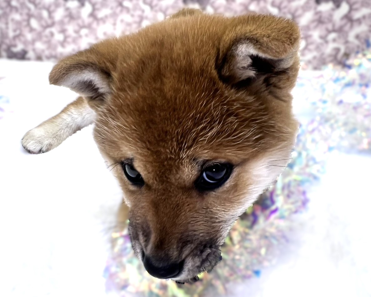 茨城県の柴犬(標準サイズ) (かねだいペットトライアル利根川/2025年11月15日生まれ/女の子/赤)の子犬の3枚目の画像