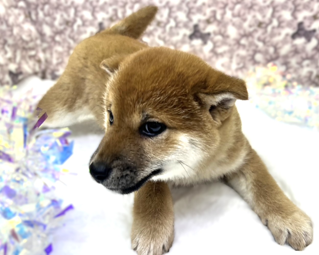茨城県の柴犬(標準サイズ) (かねだいペットトライアル利根川/2025年11月15日生まれ/女の子/赤)の子犬の4枚目の画像
