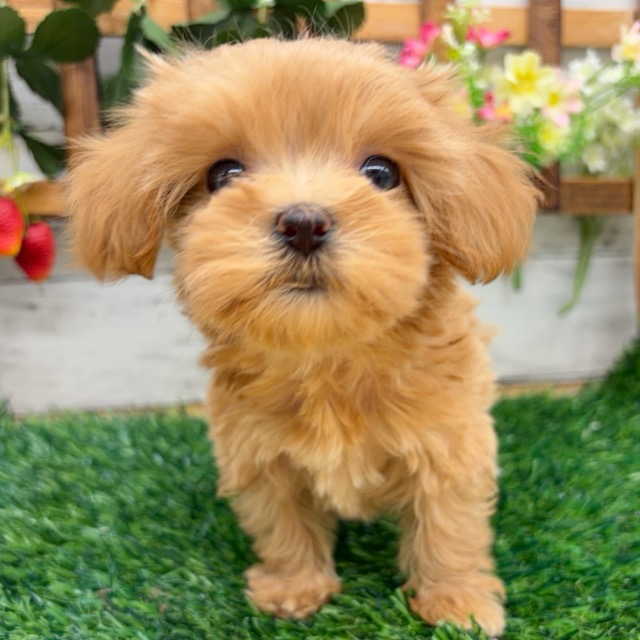 埼玉県のマルプー(マルチーズ×プードル) (かねだい所沢店/2025年11月29日生まれ/女の子/その他色)の子犬の1枚目の画像