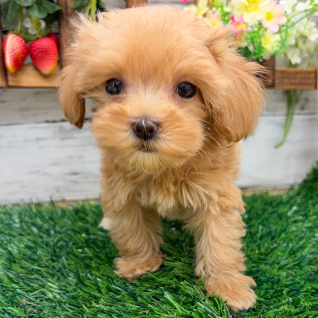 埼玉県のマルプー(マルチーズ×プードル) (かねだい所沢店/2025年11月29日生まれ/女の子/その他色)の子犬の2枚目の画像