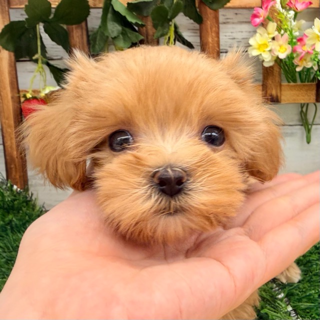 埼玉県のマルプー(マルチーズ×プードル) (かねだい所沢店/2025年11月29日生まれ/女の子/その他色)の子犬の3枚目の画像