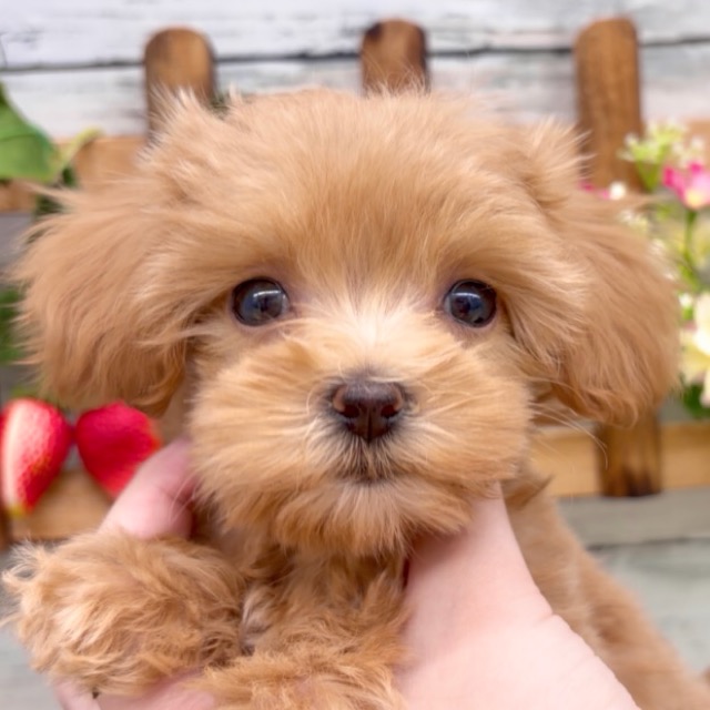 埼玉県のマルプー(マルチーズ×プードル) (かねだい所沢店/2025年11月29日生まれ/女の子/その他色)の子犬の4枚目の画像