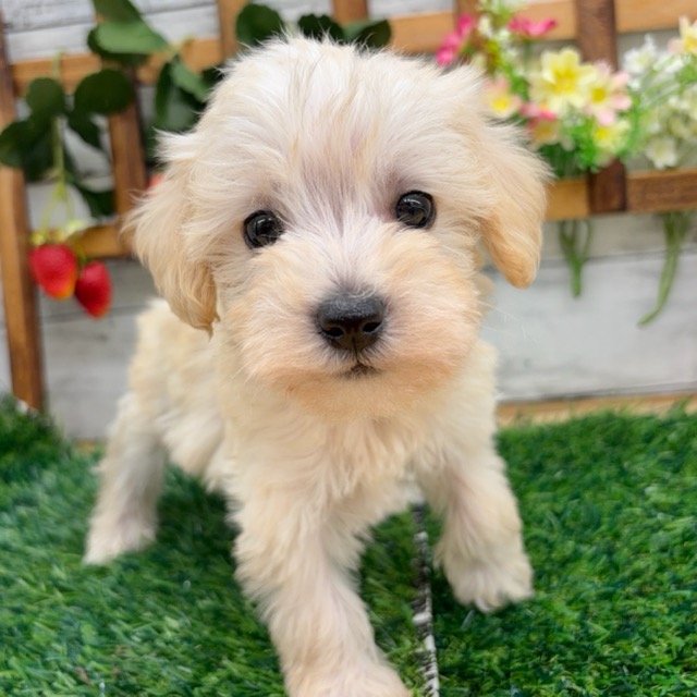 埼玉県のシュナプー(シュナウザー×プードル) (かねだい所沢店/2025年11月29日生まれ/男の子/アプリコット)の子犬の1枚目の画像