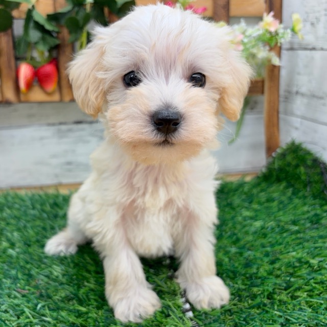 埼玉県のシュナプー(シュナウザー×プードル) (かねだい所沢店/2025年11月29日生まれ/男の子/アプリコット)の子犬の3枚目の画像