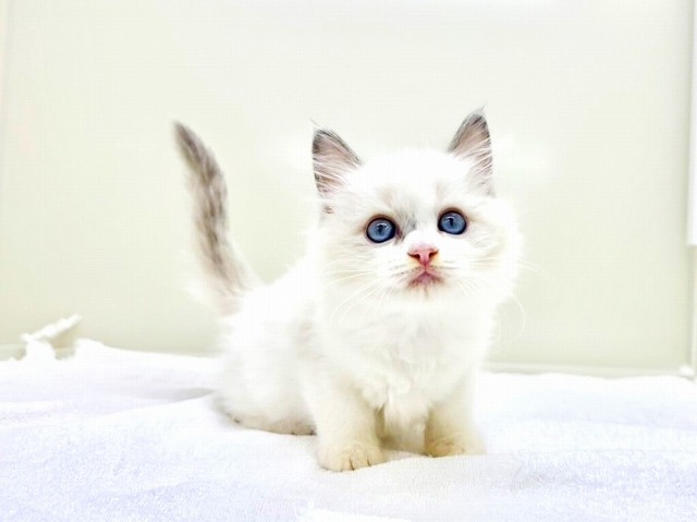 東京都のラグドール (かねだい本町田店/2025年11月26日生まれ/女の子/ブルーポイントバイカラー)の子猫の1枚目の画像