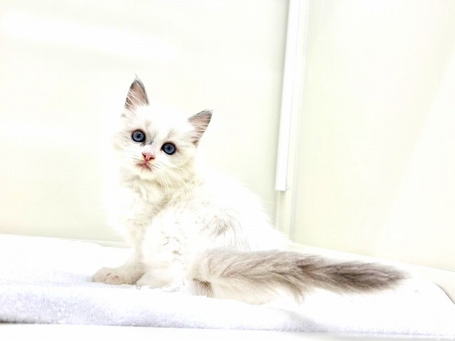 東京都のラグドール (かねだい本町田店/2025年11月26日生まれ/女の子/ブルーポイントバイカラー)の子猫の3枚目の画像