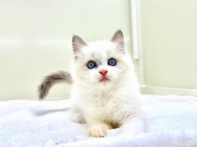 東京都のラグドール (かねだい本町田店/2025年11月26日生まれ/女の子/ブルーポイントバイカラー)の子猫の4枚目の画像