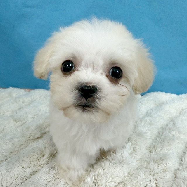 千葉県のハーフ犬・ミックス犬 (かねだい四街道店/2025年11月29日生まれ/男の子/クリーム)の子犬の1枚目の画像