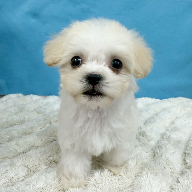 千葉県のハーフ犬・ミックス犬 (かねだい四街道店/2025年11月29日生まれ/男の子/クリーム)の子犬の3枚目の画像