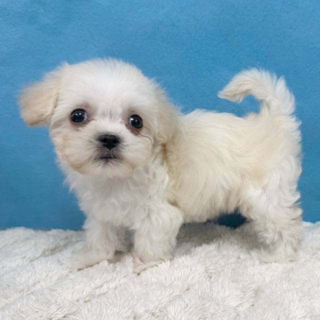 千葉県のハーフ犬・ミックス犬 (かねだい四街道店/2025年11月29日生まれ/男の子/クリーム)の子犬の4枚目の画像