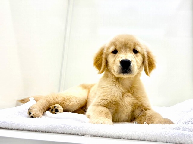 東京都のゴールデンレトリバー (かねだい本町田店/2025年11月28日生まれ/男の子/ゴールデン)の子犬の1枚目の画像