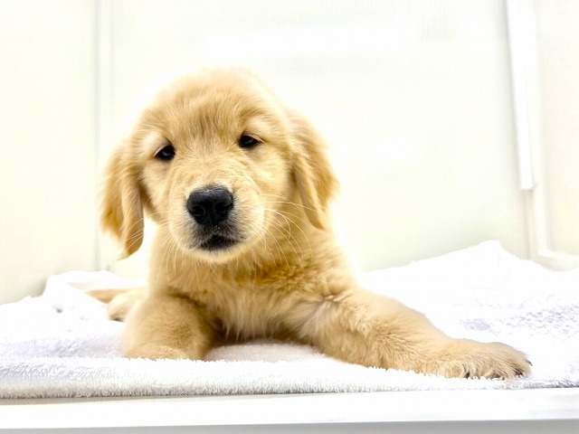 東京都のゴールデンレトリバー (かねだい本町田店/2025年11月28日生まれ/男の子/ゴールデン)の子犬の2枚目の画像