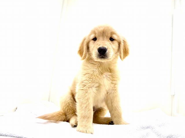 東京都のゴールデンレトリバー (かねだい本町田店/2025年11月28日生まれ/男の子/ゴールデン)の子犬の3枚目の画像