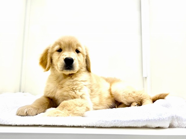 東京都のゴールデンレトリバー (かねだい本町田店/2025年11月28日生まれ/男の子/ゴールデン)の子犬の4枚目の画像