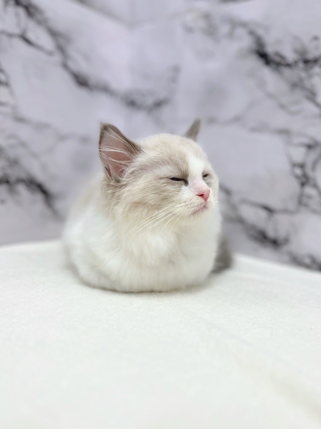 神奈川県のラグドール (かねだい東戸塚店/2025年11月17日生まれ/男の子/シールポイントバイカラー)の子猫の2枚目の画像