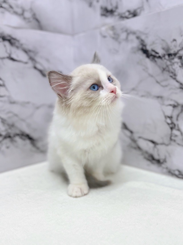 神奈川県のラグドール (かねだい東戸塚店/2025年11月17日生まれ/男の子/シールポイントバイカラー)の子猫の3枚目の画像