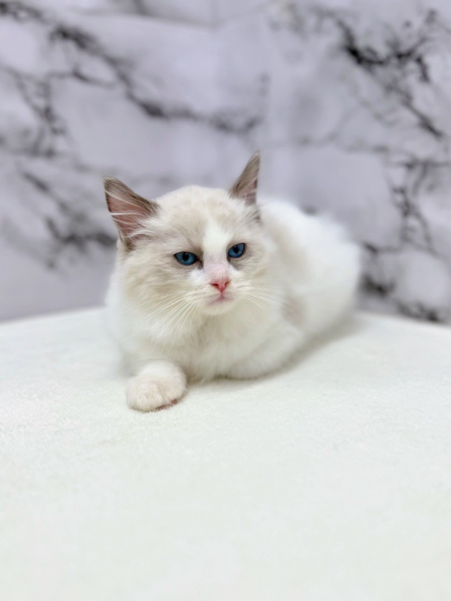神奈川県のラグドール (かねだい東戸塚店/2025年11月17日生まれ/男の子/シールポイントバイカラー)の子猫の4枚目の画像