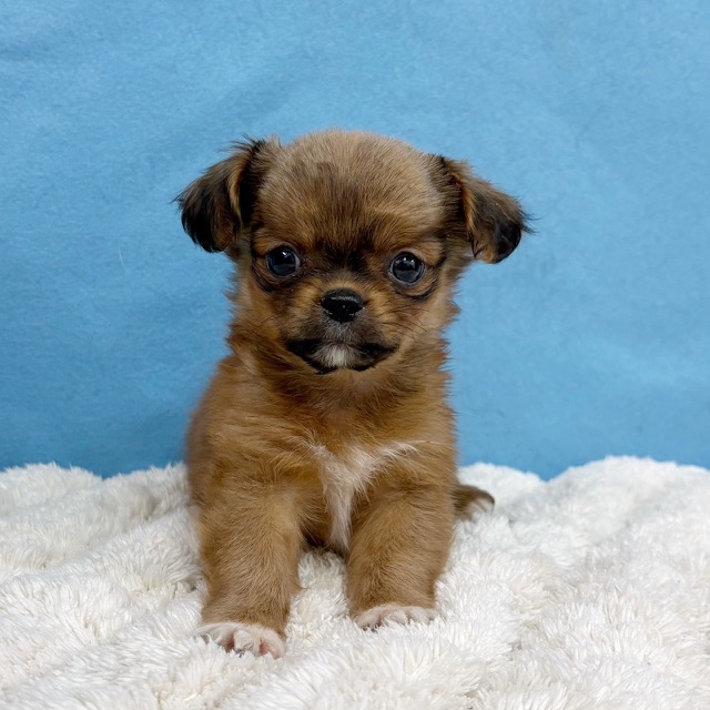 千葉県のハーフ犬・ミックス犬 (かねだい四街道店/2025年11月29日生まれ/女の子/レッド)の子犬の1枚目の画像