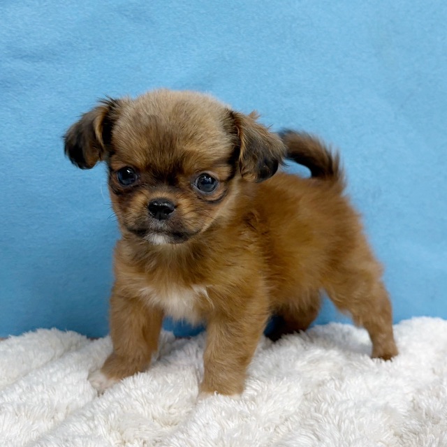 千葉県のハーフ犬・ミックス犬 (かねだい四街道店/2025年11月29日生まれ/女の子/レッド)の子犬の2枚目の画像